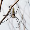 Nephila pilipes