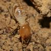 Odontotermes formosanus