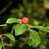 Murraya paniculata