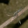 Orthetrum triangulare