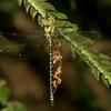 Planaeschna ishigakiana flavostria