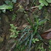 Carex sociata