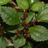 Pilea aquarum brevicornuta