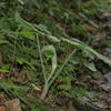 Arisaema ringens