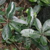 Planchonella obovata