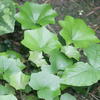 Farfugium japonicum formosanum