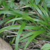 Brachypodium sylvaticum