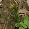 Asparagus cochinchinensis