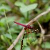 Trithemis aurora