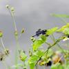 Rhyothemis regia regia