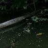 Anax parthenope julius