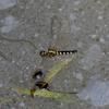 Brachydiplax chalybea flavovittata