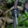 Orthetrum luzonicum