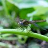 Crocothemis servilia servilia