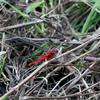 Urothemis signata yiei