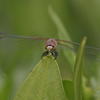 Sympetrum cordulegaster