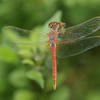 Sympetrum fonscolombii