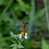 Sympetrum depressiusculum