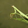 Tenodera aridifolia