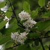 Deutzia cordatula