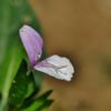 Peristrophe japonica