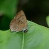 Arhopala japonica