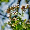 Clerodendrum trichotomum