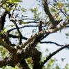 Celtis sinensis
