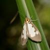 Asota plana lacteata