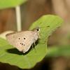 Suastus gremius