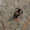 Duolandrevus coulonianus