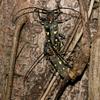 Batocera rubus rubus