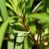 Lilium longiflorum formosanum