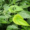 Dioscorea bulbifera