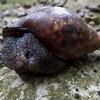 Achatina fulica