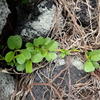 Ipomoea pes-caprae brasiliensis